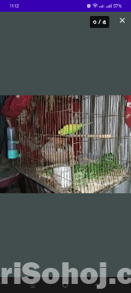 বাজিগর পাখি